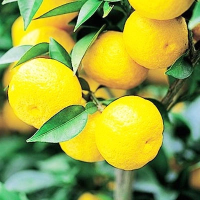 Yuzu Citrus Juice DAITOKU, 150 ml